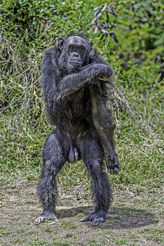 黑猩猩，泛穴居动物，与大猩猩、人类和猩猩一样，都是人科的成员。Ol Pejeta保护区，肯尼亚